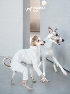 Two sighthounds wearing striped cotton pajamas walking indoors, showing flexibility and comfort during everyday movement