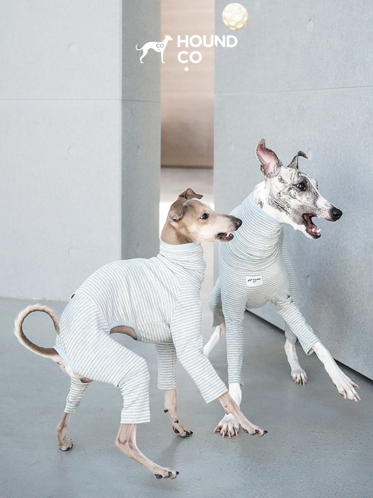 Two sighthounds wearing striped cotton pajamas walking indoors, showing flexibility and comfort during everyday movement