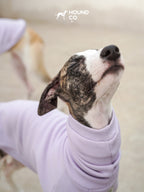 Close-up of a sighthound wearing a purple fleece dog shirt, highlighting the soft high collar and smooth fabric texture