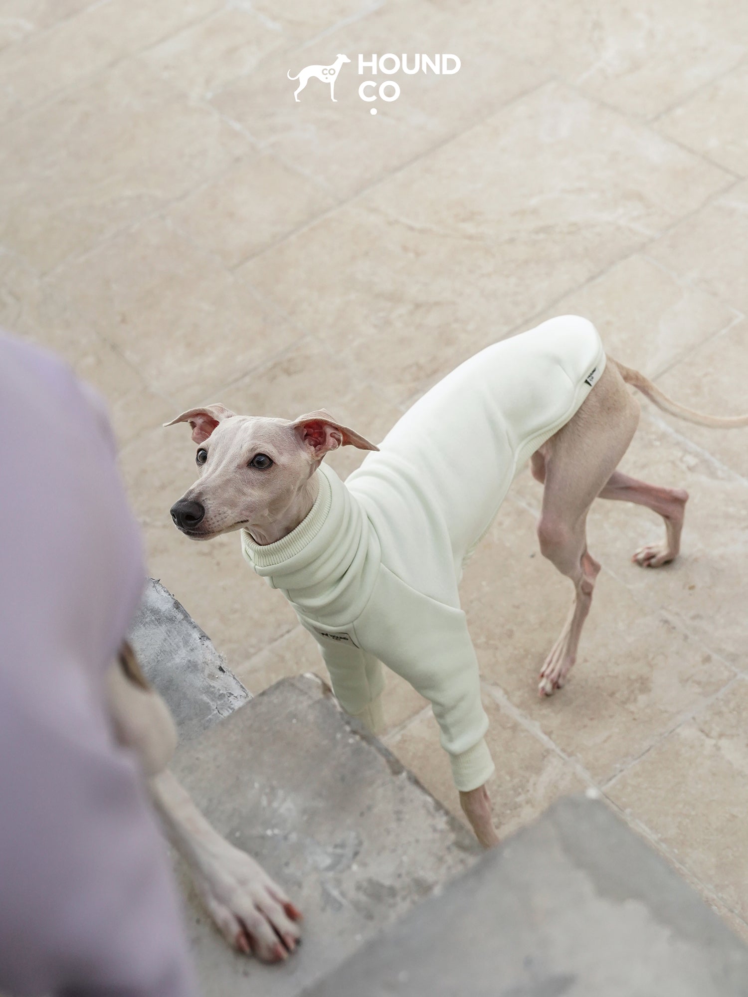 Side profile of a sighthound in a fleece dog shirt showing upper-body coverage and open rear design