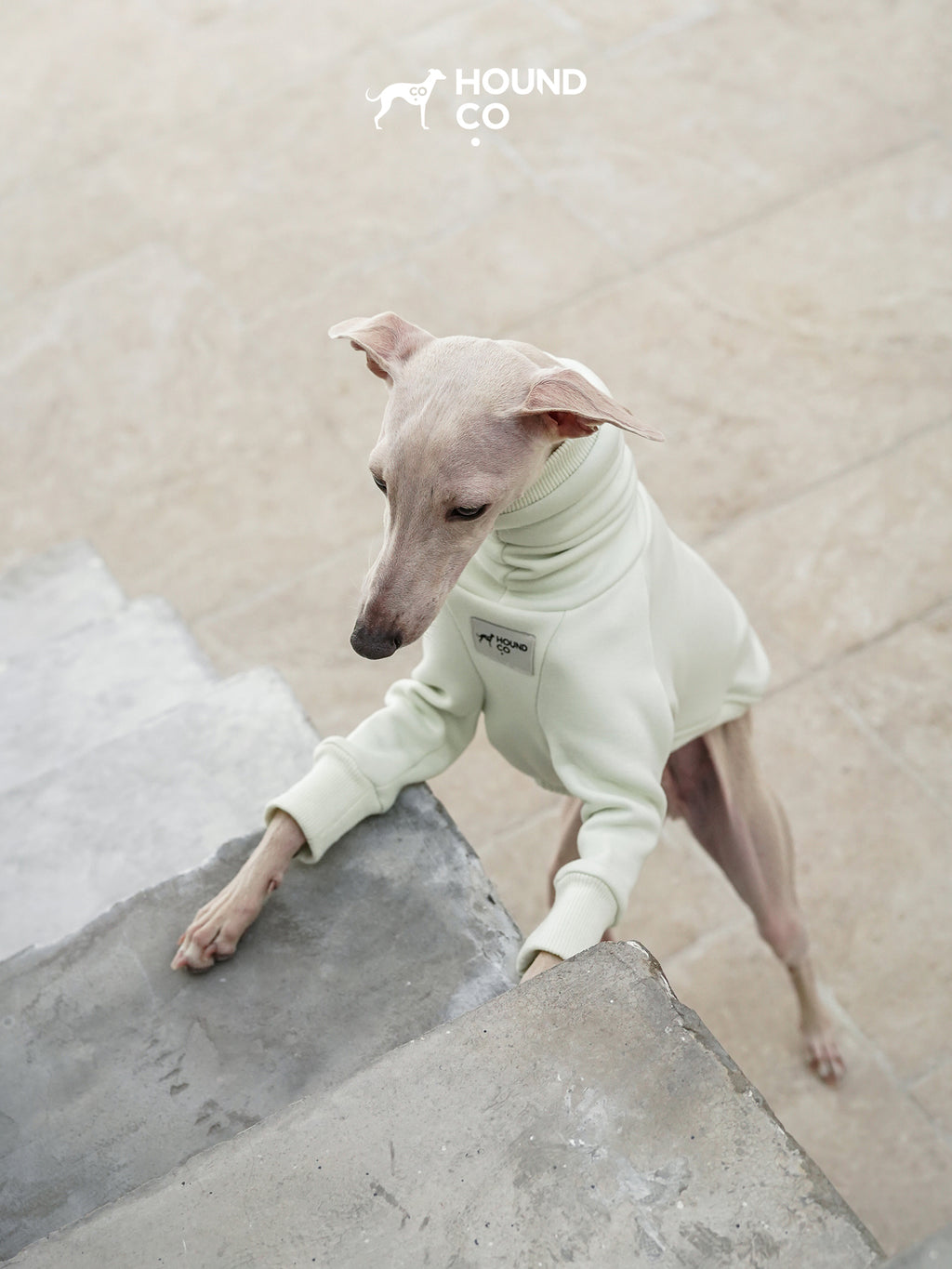 Sighthound wearing a light green fleece dog shirt, using front legs to climb a concrete step with free rear-leg movement