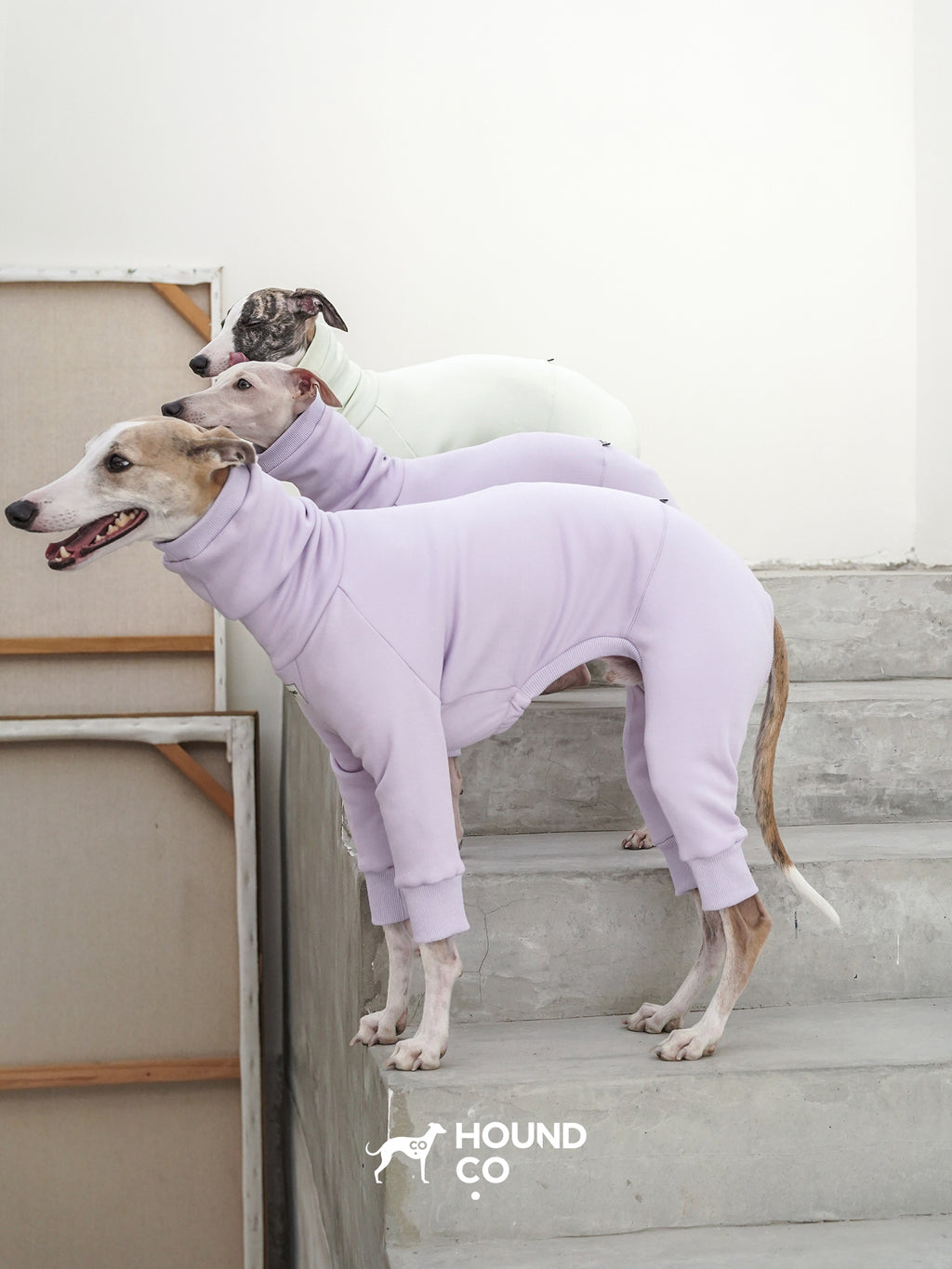 Three sighthounds standing on concrete steps wearing purple and cream sighthound fleece jumpsuits with full-body fit and high collar design