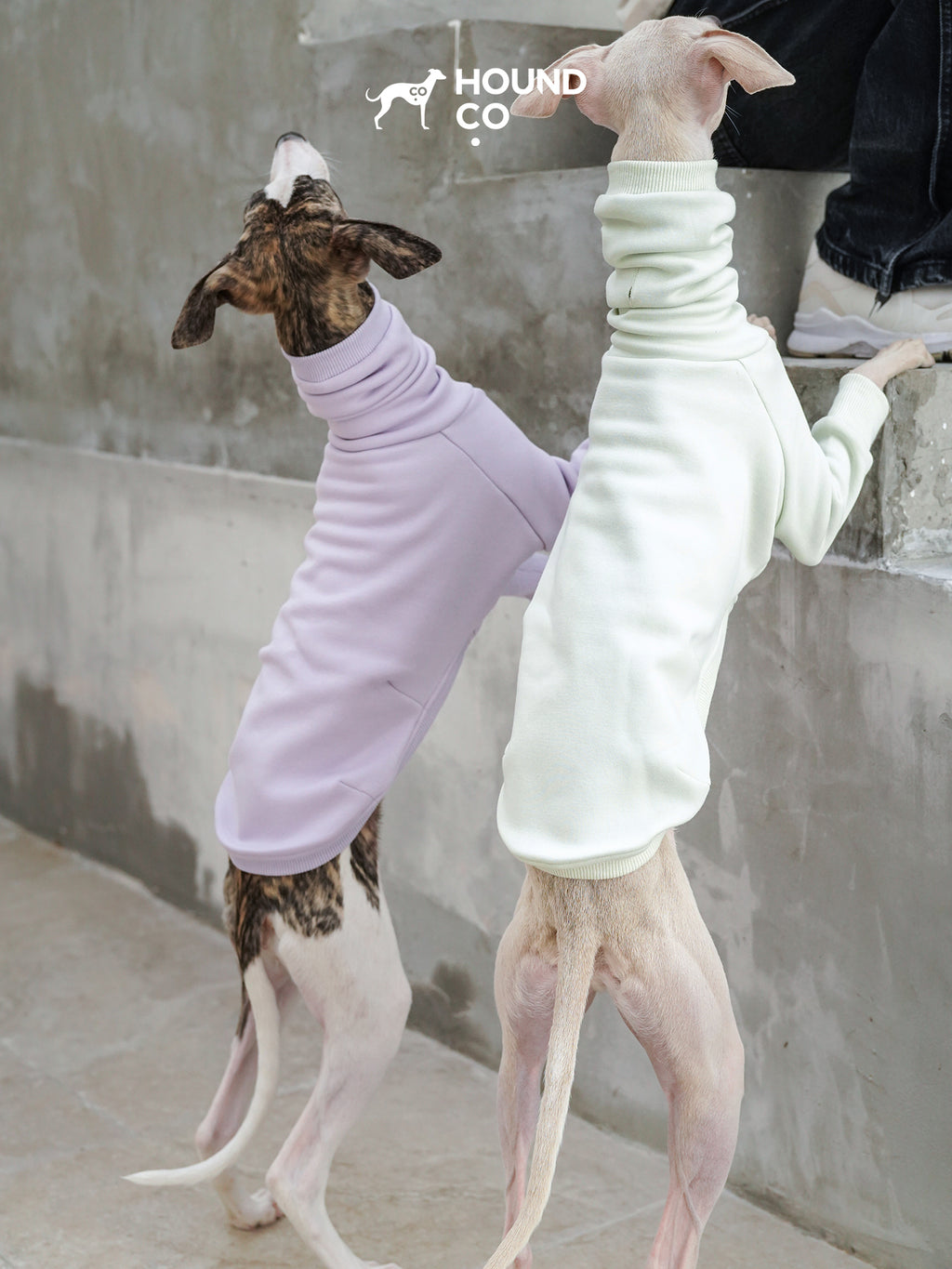 Two sighthounds wearing fleece dog shirts with front-leg sleeves, standing upright against concrete steps in purple and cream colors
