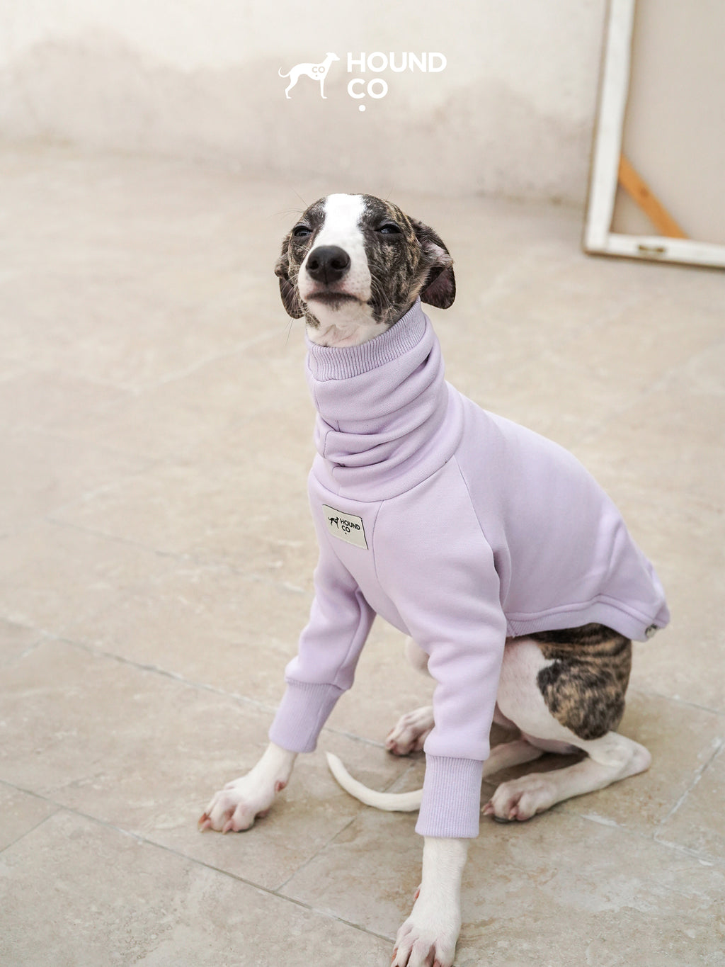 Sighthound sitting calmly while wearing a purple fleece dog shirt with high collar and front-leg sleeves