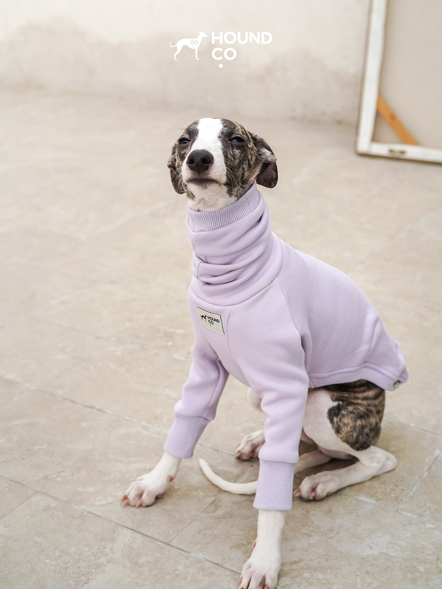 Sighthound sitting calmly while wearing a purple fleece dog shirt with high collar and front-leg sleeves