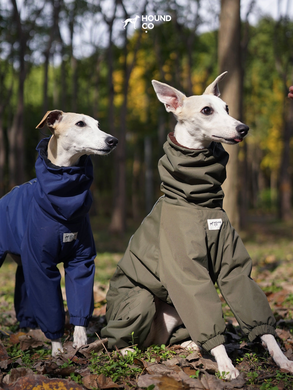 Two sighthounds wearing full-body snowsuits in blue and olive green, sitting outdoors in a forest setting.