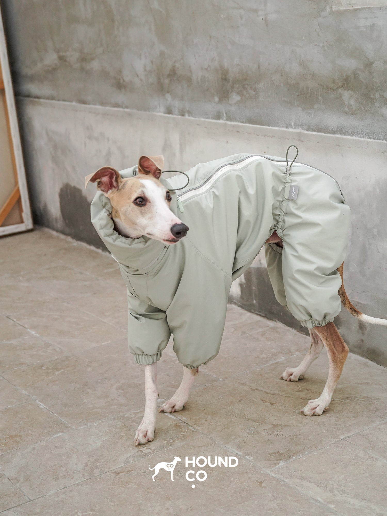 Side view of a sighthound wearing a waterproof dog suit with a back zipper and adjustable fit