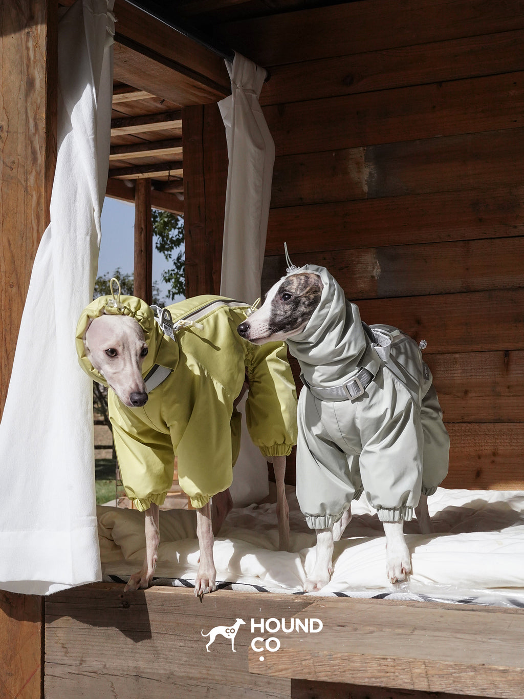 Two sighthounds wearing waterproof dog suits standing on a wooden platform in a cabin setting