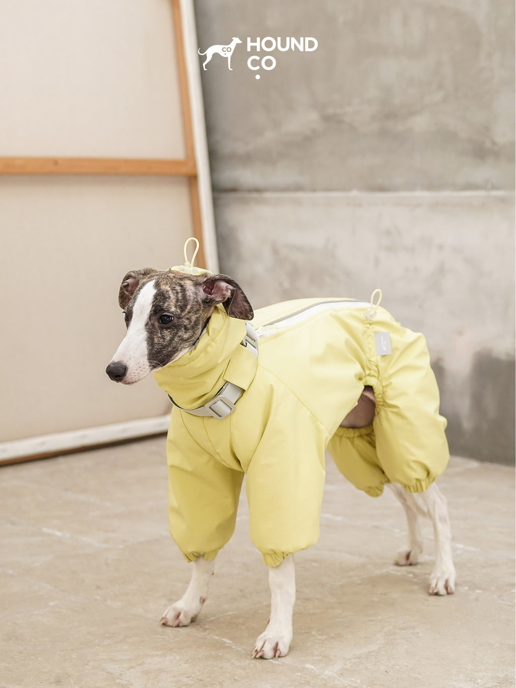 Sighthound standing indoors wearing a yellow full-body dog suit with extended collar and insulated design