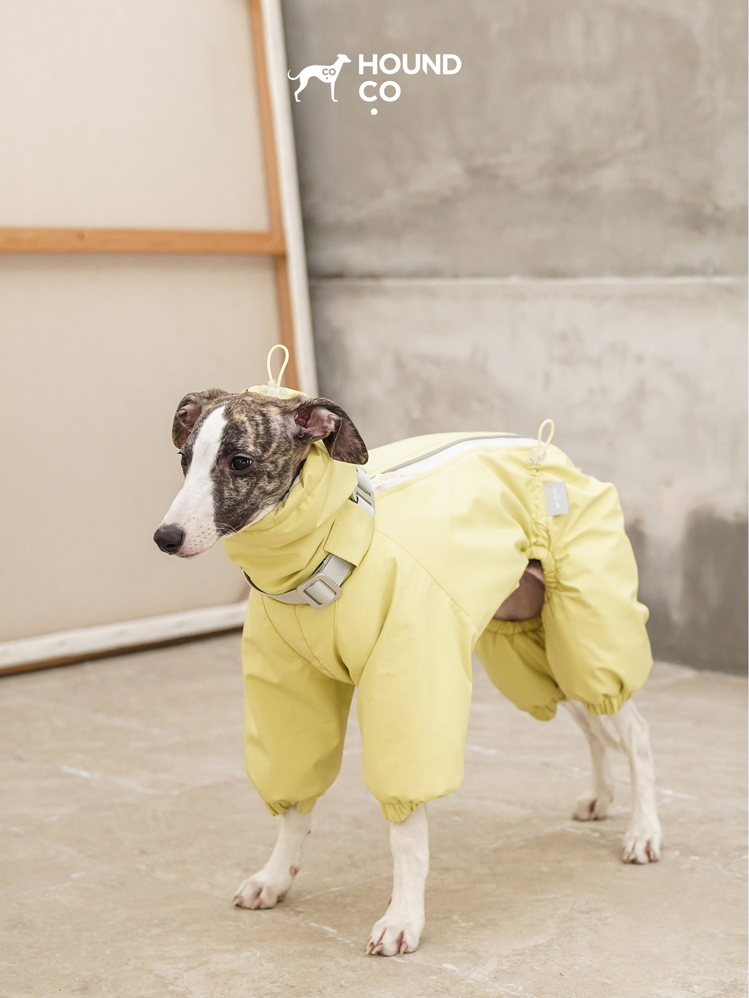 Sighthound standing indoors wearing a yellow full-body dog suit with extended collar and insulated design