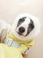 White fuzzy snood paired with a bright yellow winter vest by Hound Co., worn by a playful whippet, offering both style and warmth for sighthounds in cold weather.