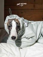 Close-up of a sighthound wearing a winter dog suit with an extended hood-style collar around the head and neck