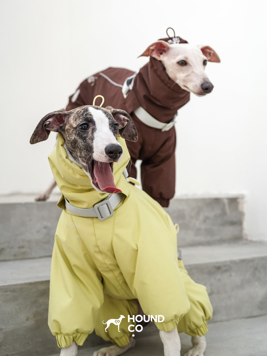 Close-up of a sighthound wearing a yellow insulated dog suit with an extended collar around the neck