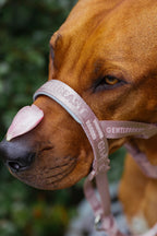 Dog Headcollar Pink - VOF