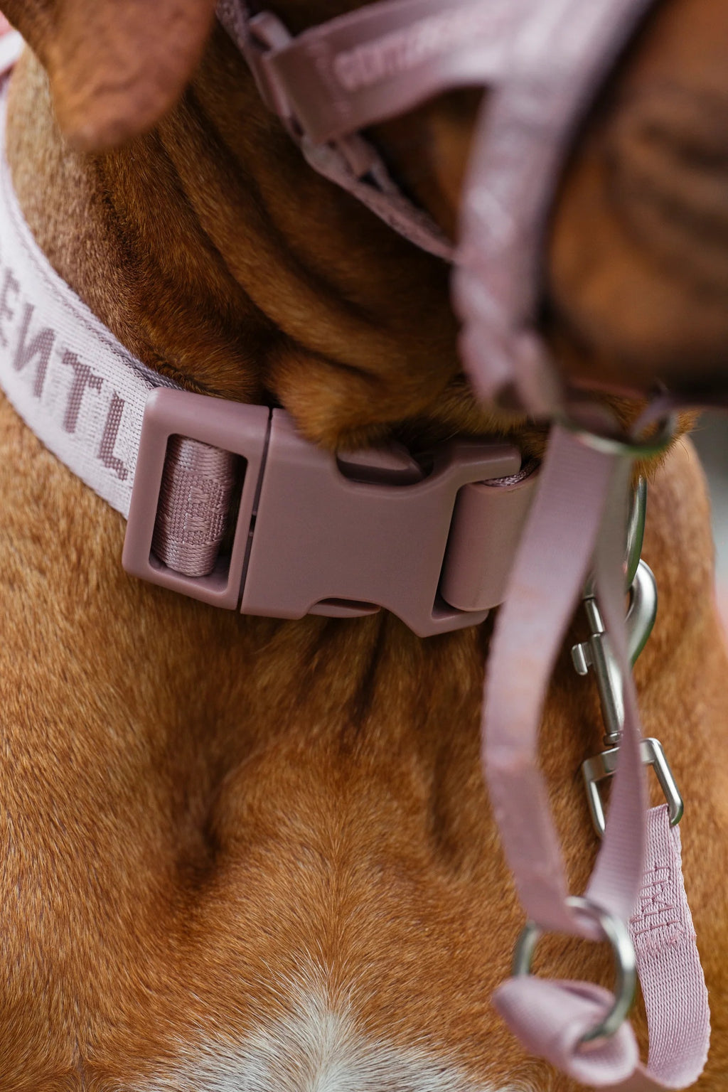 Dog Collar Pink - VOF