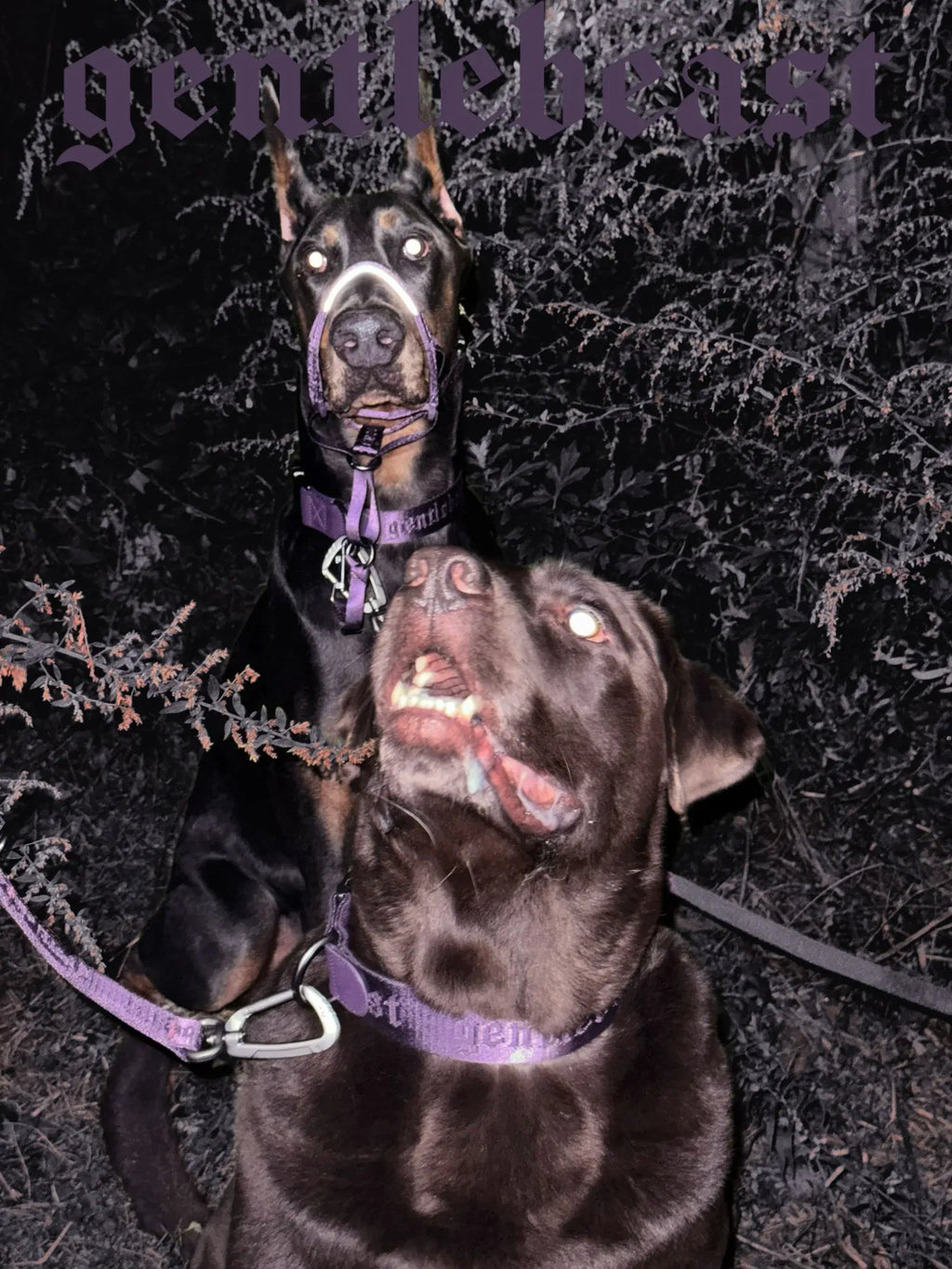 Dog Headcollar Purple - VOF
