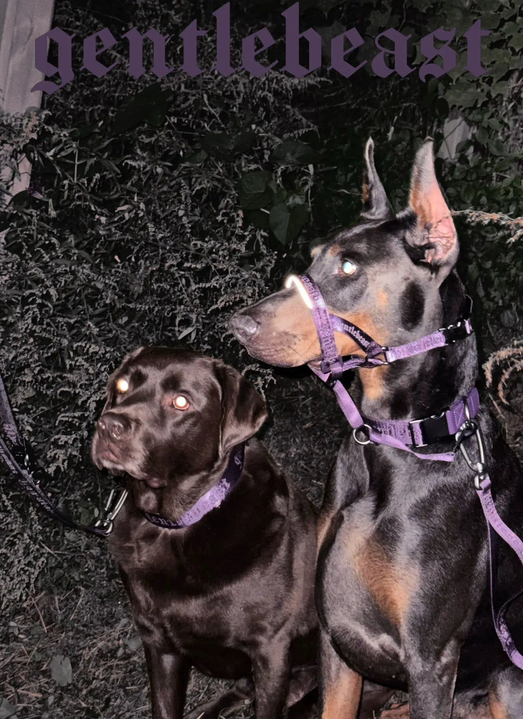 Dog Headcollar Purple - VOF