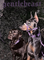 Dog Headcollar Purple - VOF