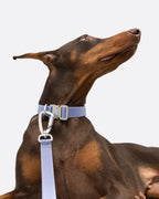 Light Alloy Dog Leash