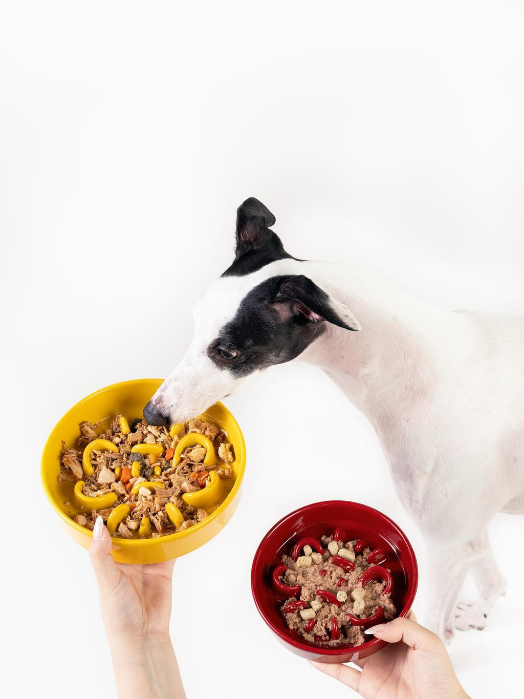 Slower Feeder Pet Bowl
