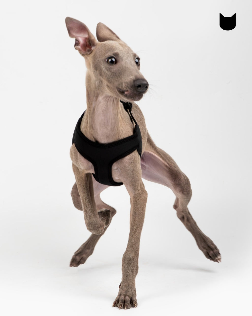 Ultra-Comfort Harness