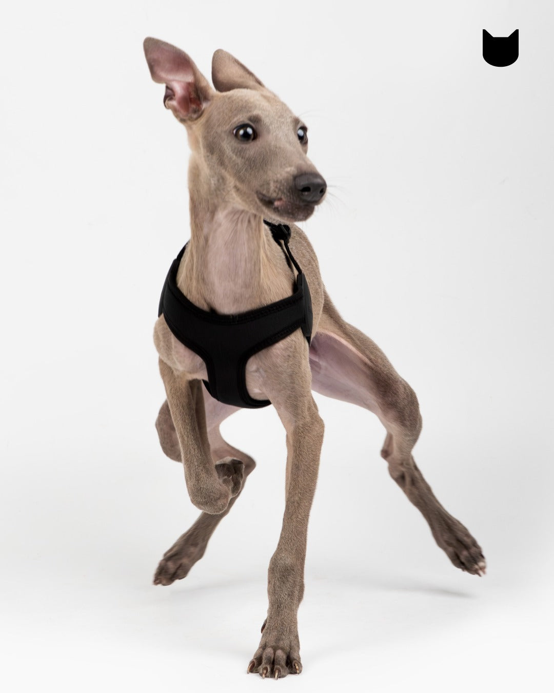 Ultra-Comfort Harness