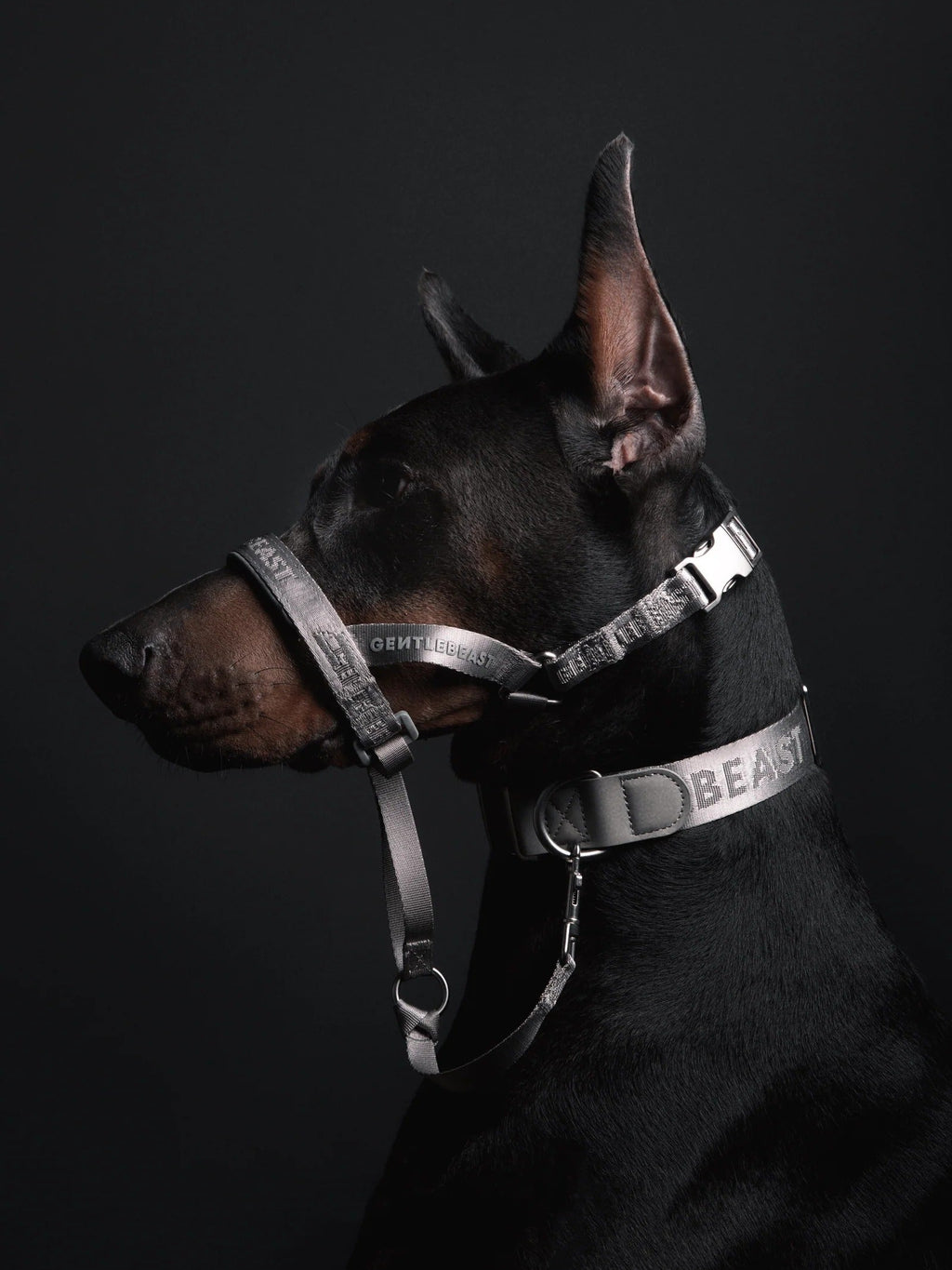 Black dog wearing a silver harness with 'BEAST' branding on a dark background