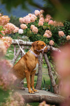 Dog Headcollar Pink - VOF