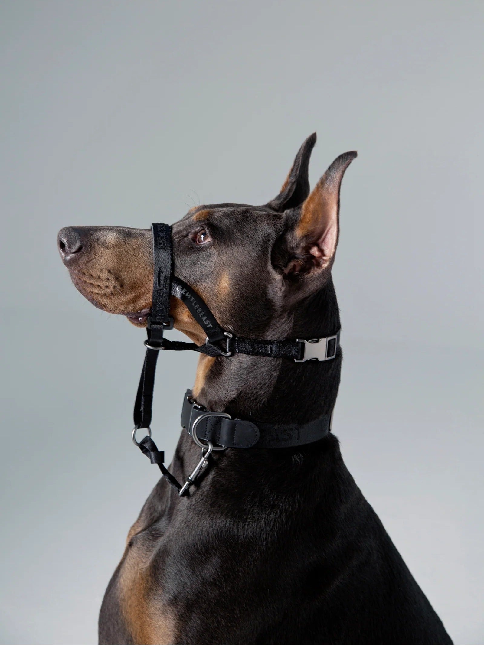 Dog Headcollar - VOF