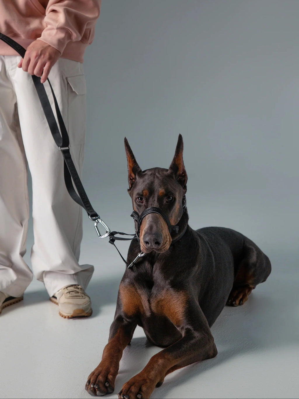 Doberman pinscher on a gray background with a person holding a leash