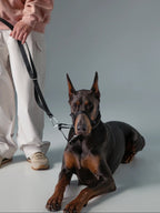 Doberman pinscher on a gray background with a person holding a leash