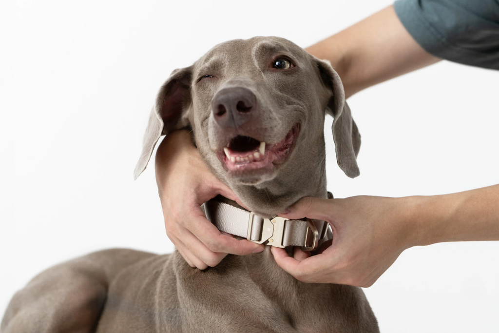 Lightweight Alloy Collar Pro + Airtag Holder