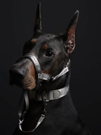 Dog wearing a muzzle and collar on a black background
