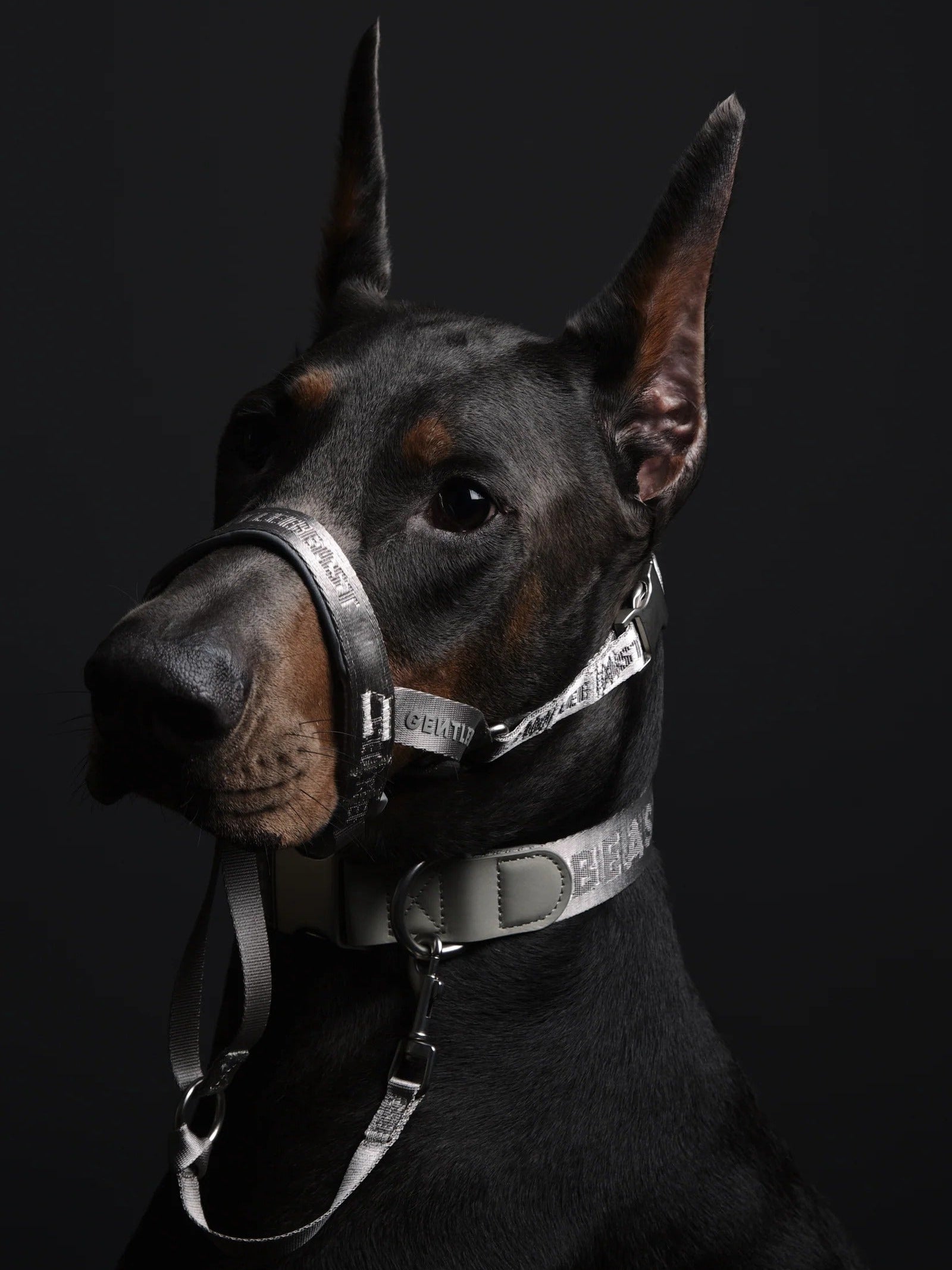Dog wearing a muzzle and collar on a black background