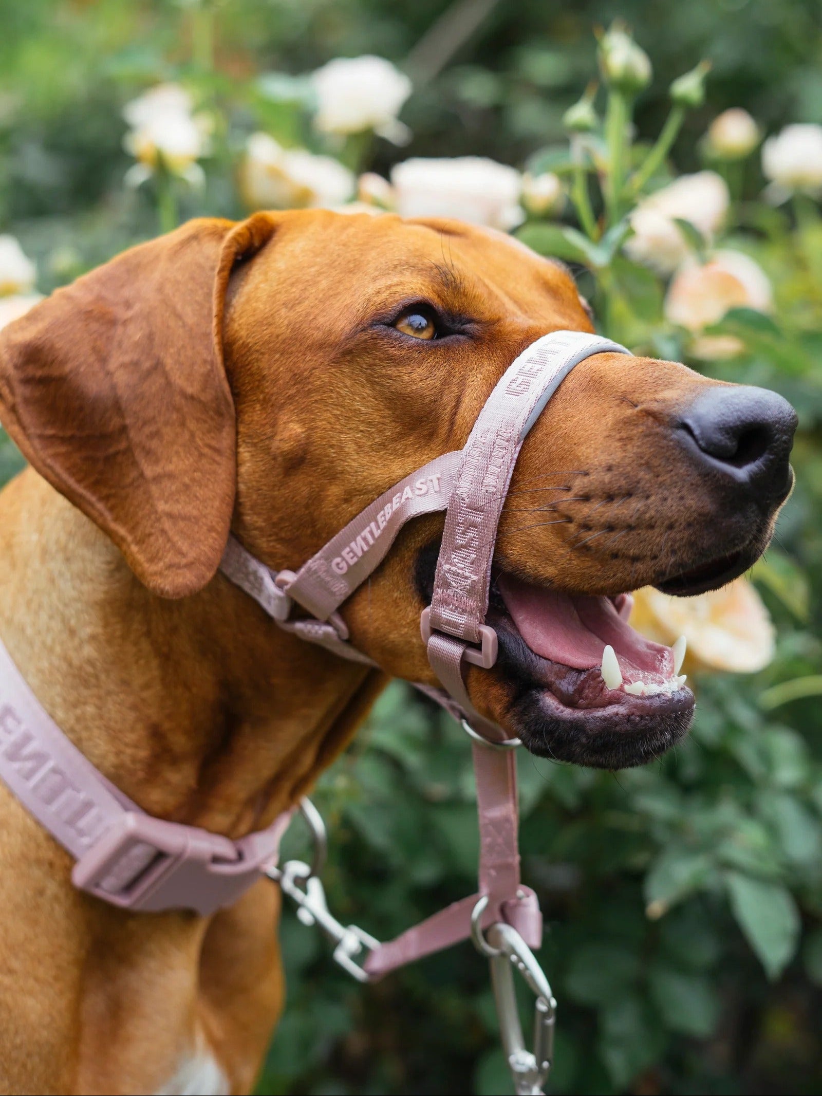 Dog Headcollar Pink - VOF