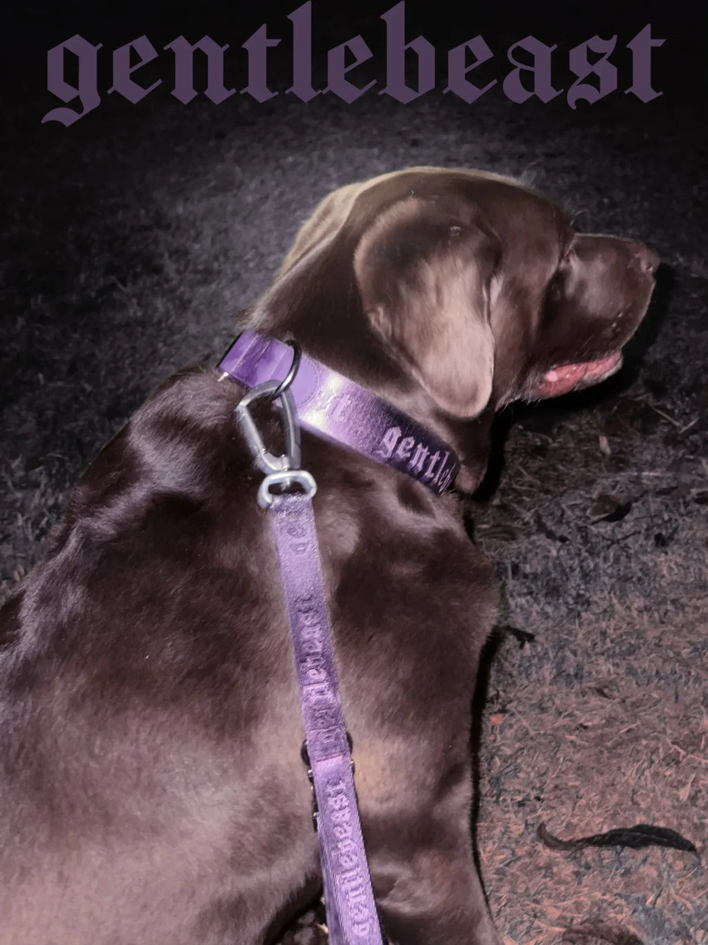 Purple GENTLEBEAST dog collar displayed on a textured surface with a shiny buckle and adjustable strap.
