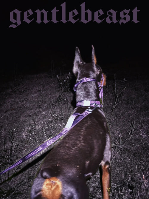 Purple GENTLEBEAST dog leash displayed on a wooden surface with a metal clasp and fabric texture visible.