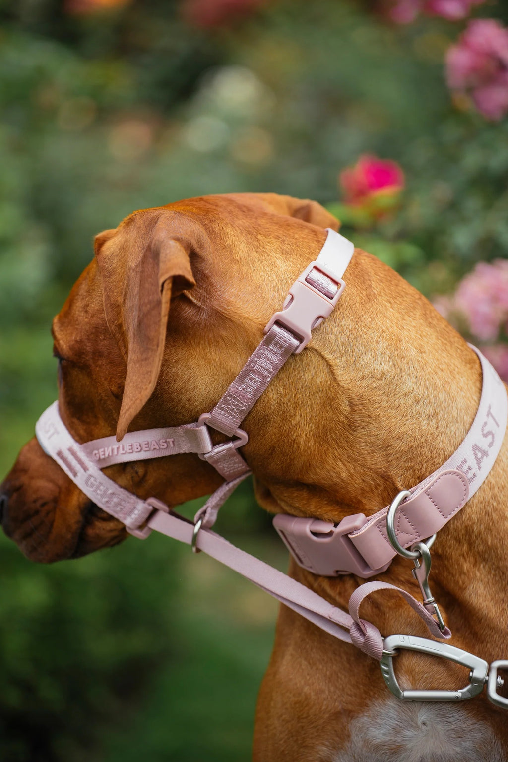 Dog Headcollar Pink - VOF