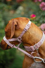 Dog Headcollar Pink - VOF