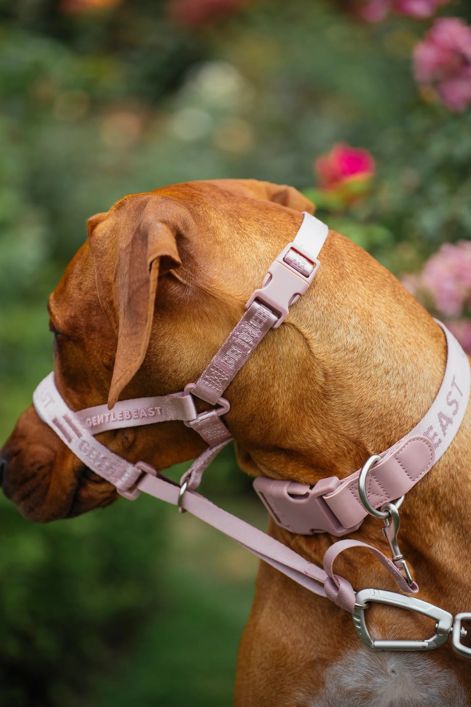 Dog Headcollar Pink - VOF