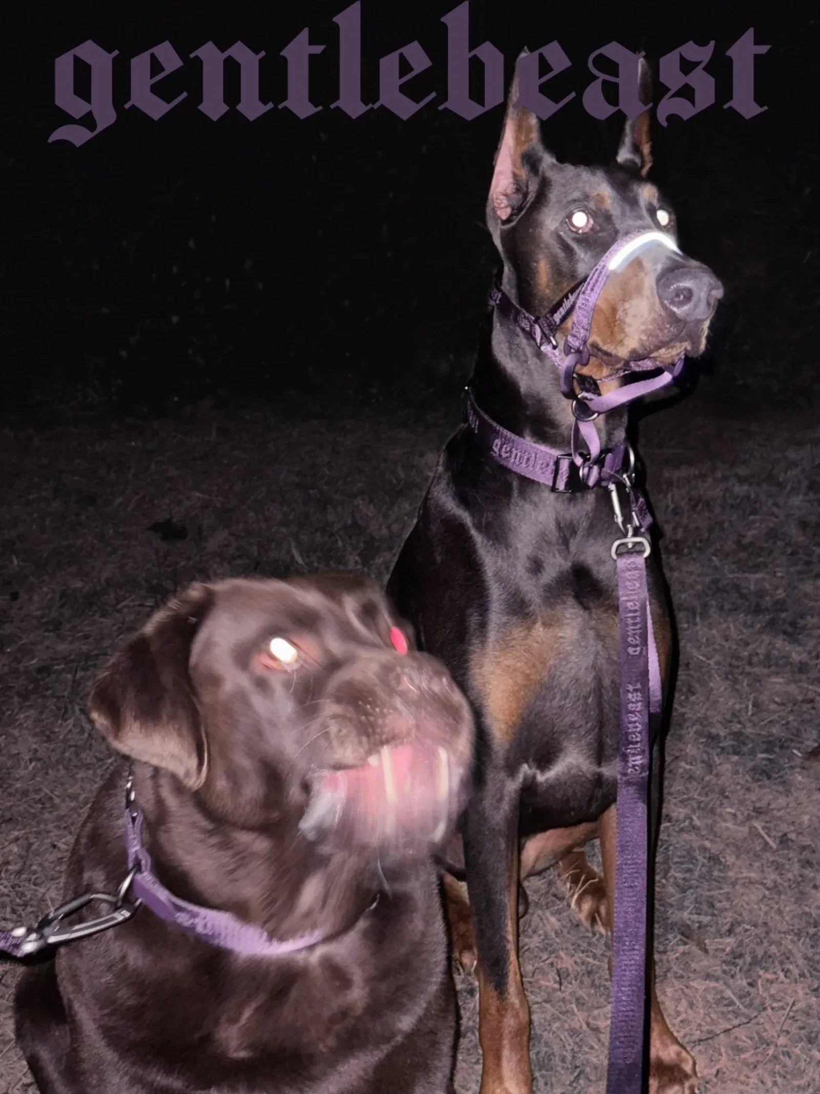 Purple GENTLEBEAST dog leash displayed on a wooden surface with a hook and soft handle for comfortable walking.