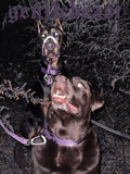 Dog Collar Purple - VOF