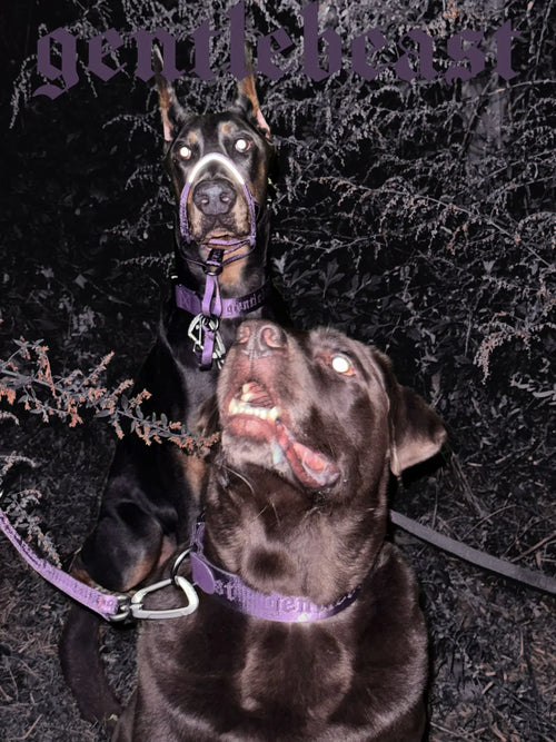 Dog Collar Purple - VOF