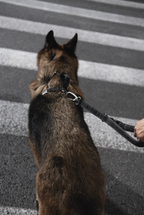 GENTLEBEAST black short leash for dogs, featuring sturdy hardware and comfortable grip, ideal for walks and training.