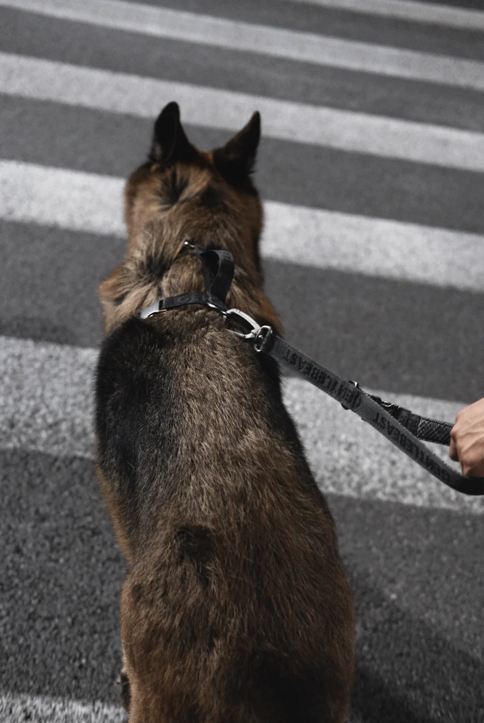 GENTLEBEAST black short leash for dogs, featuring sturdy hardware and comfortable grip, ideal for walks and training.