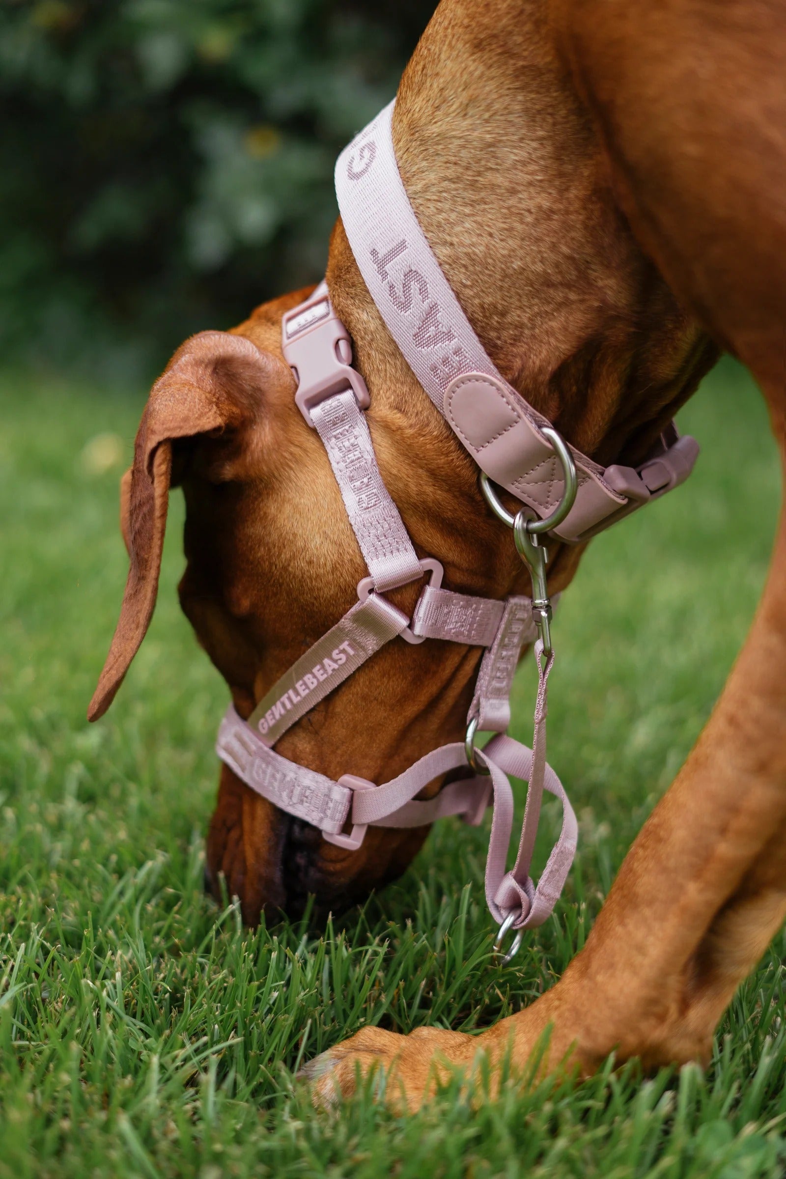 Dog Headcollar Pink - VOF