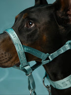 Dog Headcollar Mint - VOF
