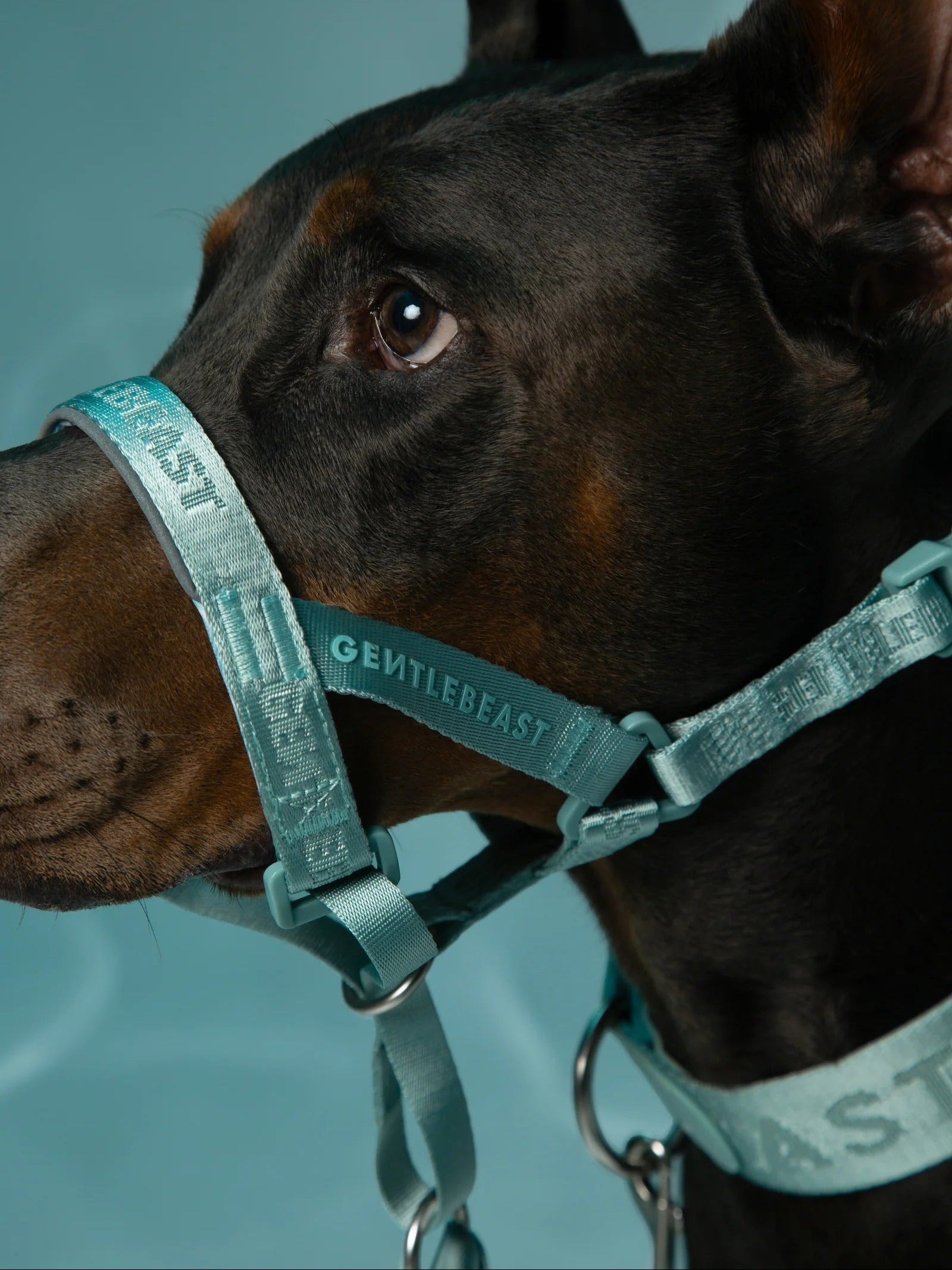 Dog Headcollar Mint - VOF