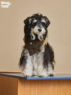 Front view of a dog wearing an insulated winter dog vest with scarf collar, highlighting padded construction, neck warmth, and comfortable everyday fit.