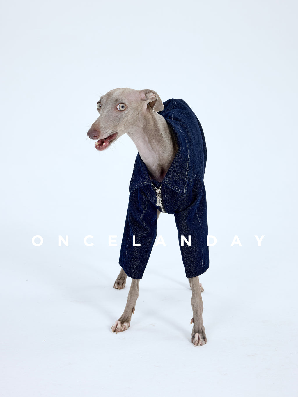 Italian Greyhound wearing a dark denim dog jacket on a white studio set, highlighting the front zip closure, denim weave texture, and roomy sleeves for easy movement.
